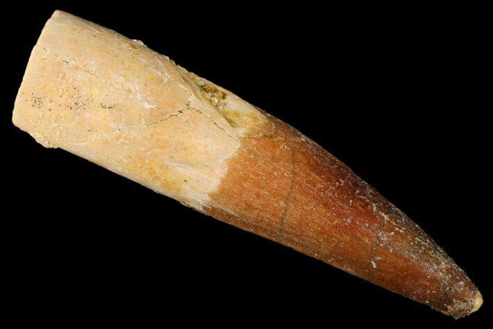 Spinosaurus Tooth - Partial Root #174744